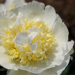 APHRODITE KISS