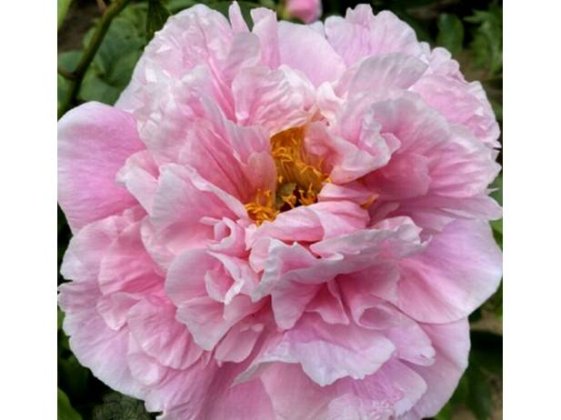 BIG PINK SEEDLING