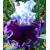 BILLOWING ROBES