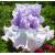 CRYSTAL GAZER