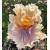 DREAMALOT