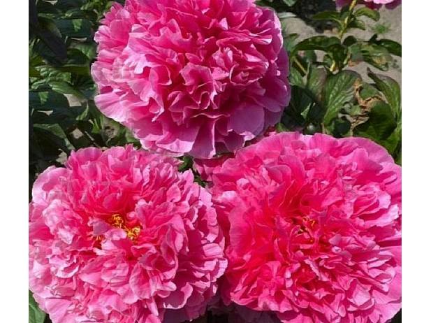 EIRENE S LOVE