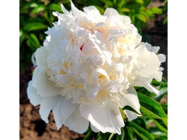 Eastern Star