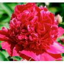KREKLER S RED