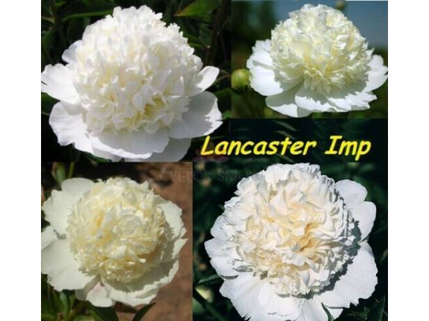 Lancaster Imp
