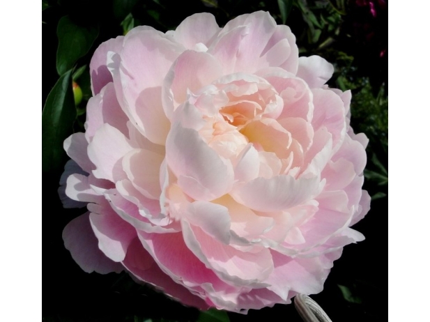 MRS. FRANKLIN D. ROOSEVELT 