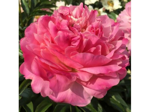 Pastel Rose