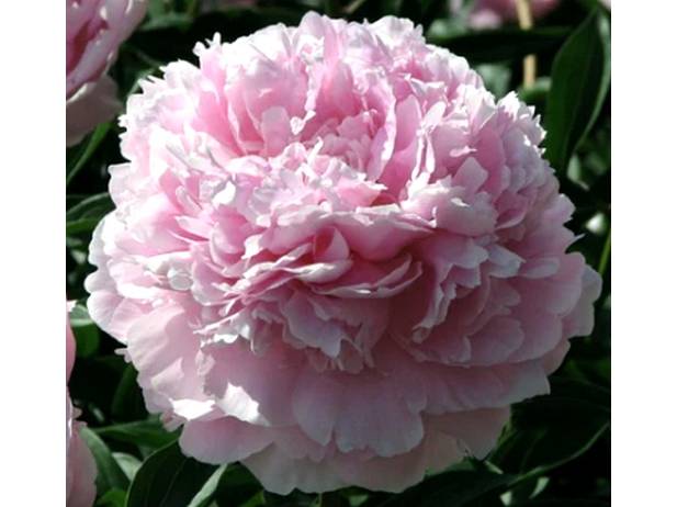 REINE HORTENSE