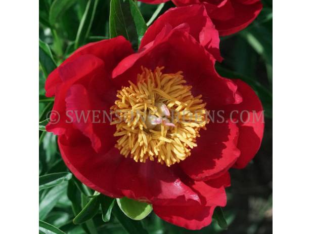 ROGERS SCARLET