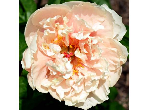 ROMANTIC ELEGANCE