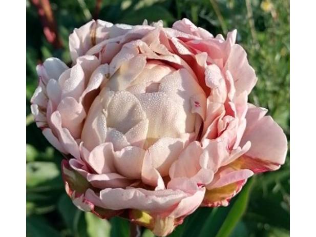 ROSA KNOSPE