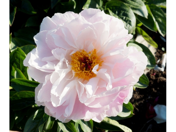 SILVER ROSE