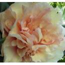 SOLEIL D AMBRE ���-������