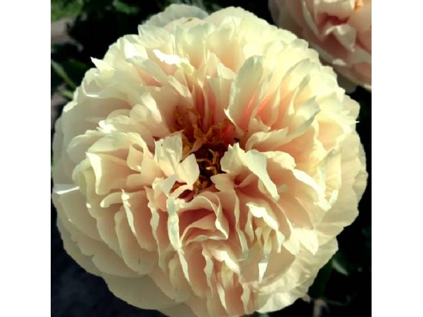 TRIUMPH OF DIONYSOS   ��� �����