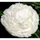 WHITE LULLABY
