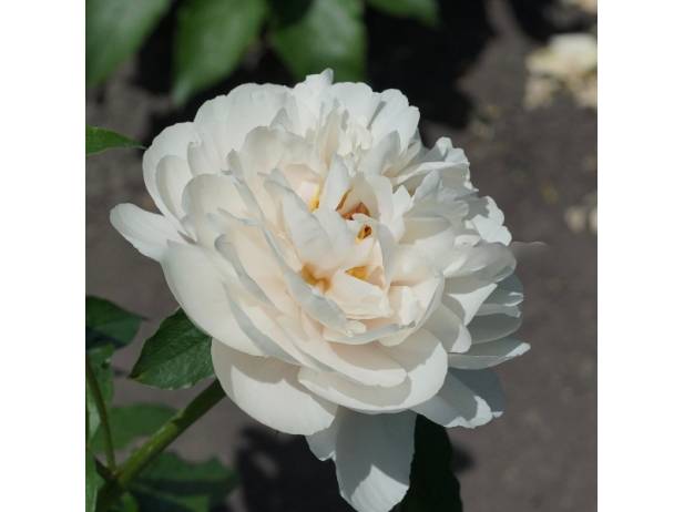 Wonderous White