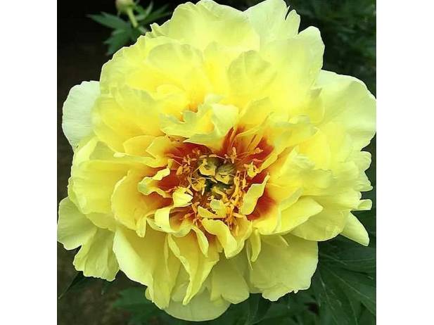 Yellow Crown