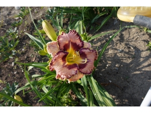 445__den_surka_80616__(3)_9609.JPG