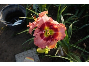 450_malva__dobroe_utro_170616_(138)_9655.JPG