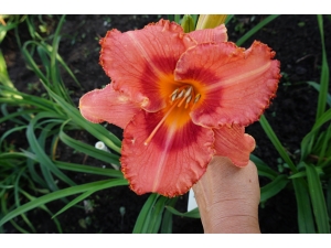 K1936__Sp_PUMPKIN_POWER_27.06.15_(1)_7594.JPG